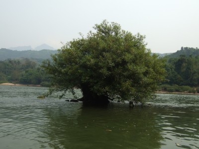 uralte Bäume im Fluss Nam Ou
